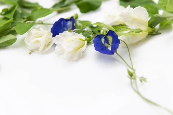 Vacker blå och vit fjäril ärt blommor ram och grön l — Stockfoto