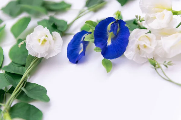 Bela borboleta azul e branco flores de ervilha quadro e verde l — Fotografia de Stock