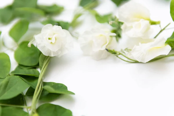 Beautiful white butterfly pea flowers frame and green leaves on — Stock Photo, Image