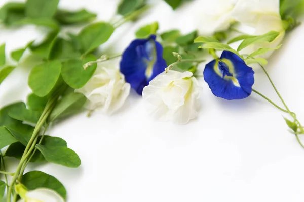 Beautiful blue and white butterfly pea flowers frame and green l — Stock Photo, Image