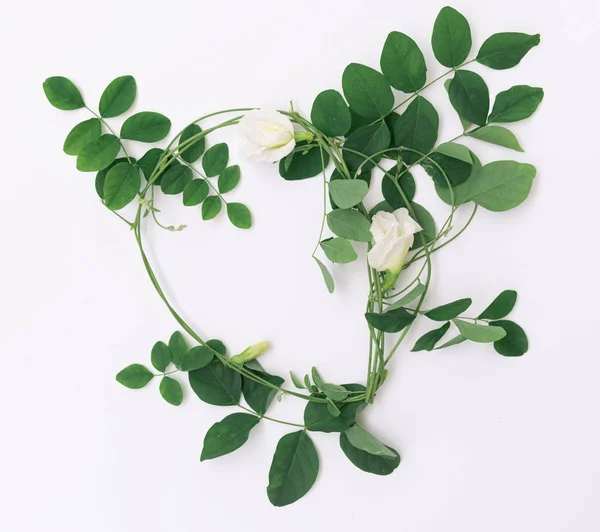 Vackra fjäril ärt blommor ram och gröna blad på vit — Stockfoto