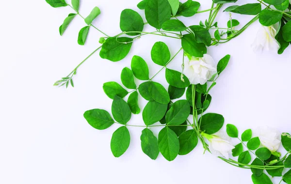 Gyönyörű pillangó borsó virágok keret és a zöld levelek fehér — Stock Fotó