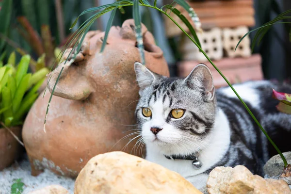 Beyaz kum üzerinde güzel sarı gözleri ile Lovely sevimli küçük kedi — Stok fotoğraf