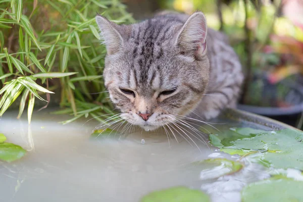 Gato encantador com belos olhos amarelos bebendo água de lótus — Fotografia de Stock