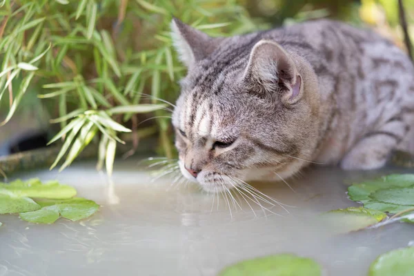 Lovely cat with beautiful yellow eyes drinking water from lotus