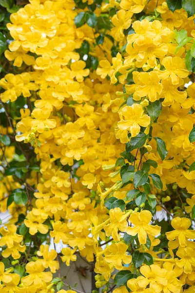 Beautiful yellow flowers with green leaves against summer blue s