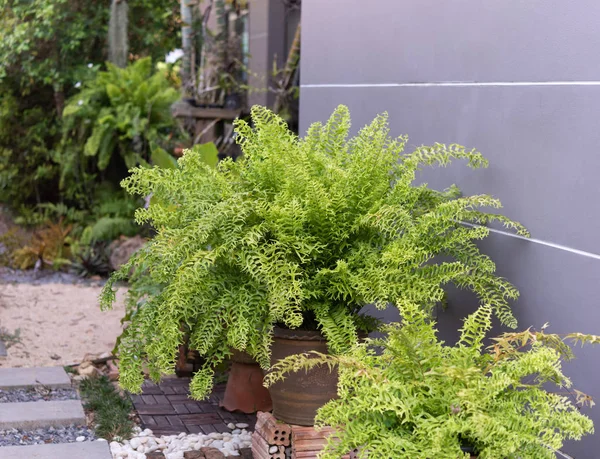 Mooie Fishbone Fern of zwaard Fern in groene tuin buiten — Stockfoto