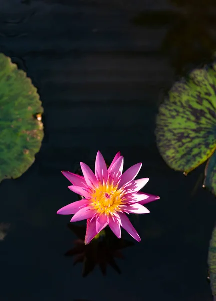 Fiore di loto rosa o ninfee su laghetto con sfondo scuro — Foto Stock