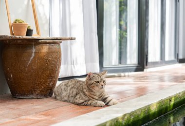 Yakışıklı tekir kedi balık gölet yakınında ahşap balkonda oturup, açık