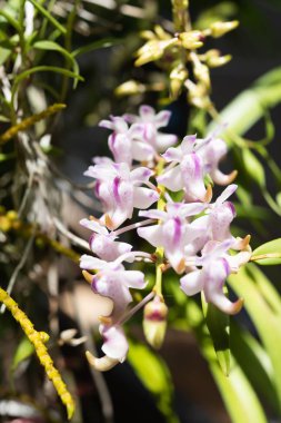 Bahçede yumuşak kokusu ile güzel orkide, Rhynchostylis coel