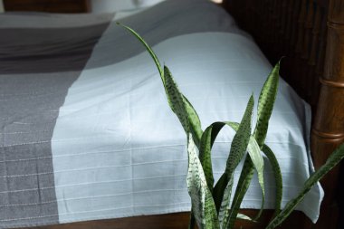 Sansevieria trifasciata,Absorb toxins plant in bedroom for good  clipart