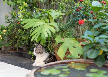 Beyaz kum üzerinde güzel sarı gözleri ile Lovely sevimli küçük kedi