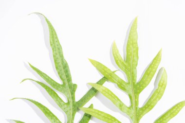 Siğil eğrelti otu yaprağı,Phymatosorus scolopendria taze yeşil yapraklar w