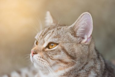 Kapat kedinin güzel sarı gözlerini