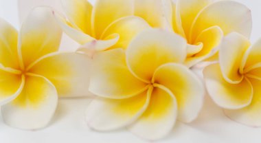 Güzel sarı Plumeria,Frangipani çiçekler w üzerinde kase ayarlanmış