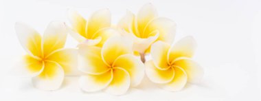 Güzel sarı Plumeria,Frangipani çiçekler w üzerinde kase ayarlanmış