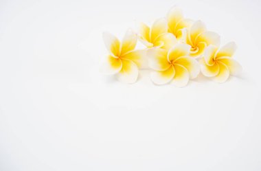 Güzel sarı Plumeria,Frangipani çiçekler w üzerinde kase ayarlanmış