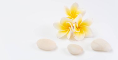 Uzay ile güzel sarı Plumeria çiçek ve beyaz zen taşı 