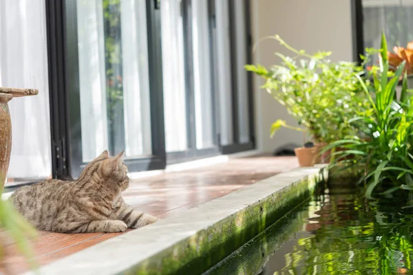 Przystojny Tabby kot siedzieć na drewniany balkon w pobliżu ryba staw, na wolnym powietrzu — Zdjęcie stockowe