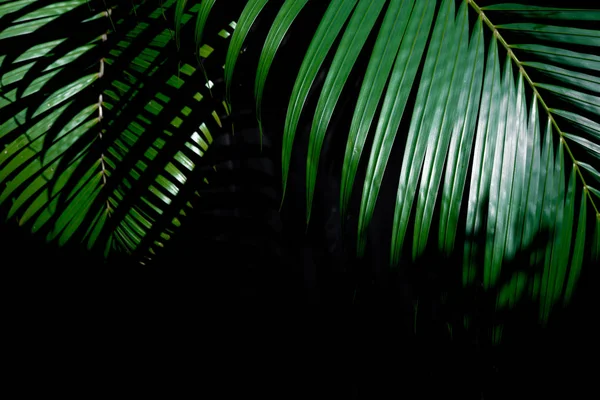 어두운 배경 위에 녹지 열대 야자수 잎 — 스톡 사진