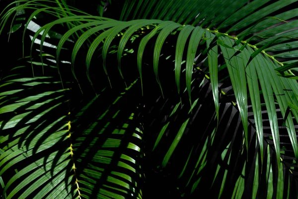 Daun palem tropis hijau di atas latar belakang gelap — Stok Foto