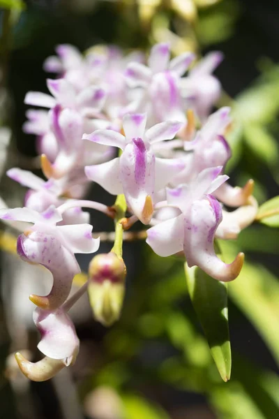 Красивая орхидея с мягким запахом в саду, Rhynchostylis coel — стоковое фото