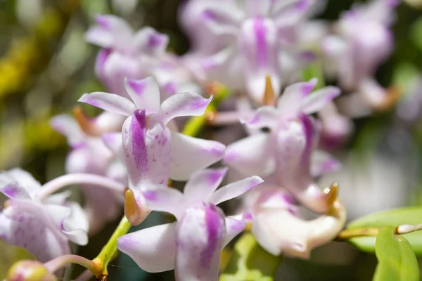 Beautiful orchid with soft smell on in garden,Rhynchostylis coel — Stock Photo, Image