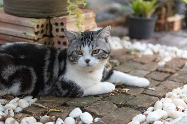 Lovely healthy cat with beautiful yellow eyes on brick floor in