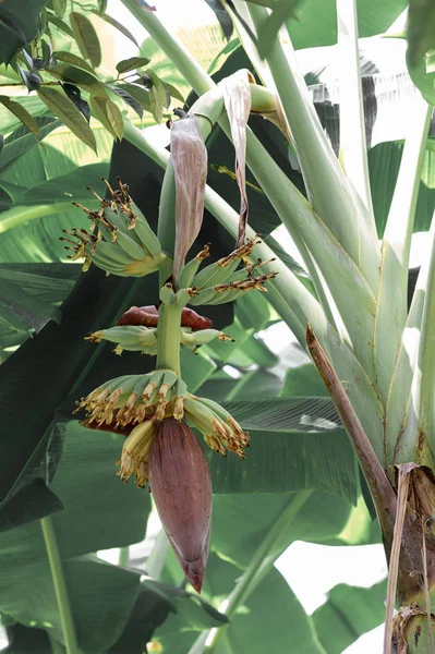 Flor de banana pendurar de bananeira no jardim, alta proteína nutr — Fotografia de Stock