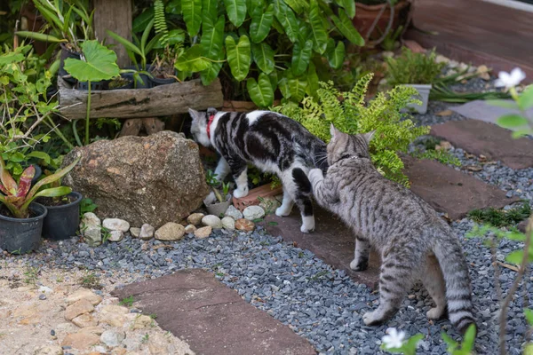 Krásní kočky chodící v zahradě — Stock fotografie