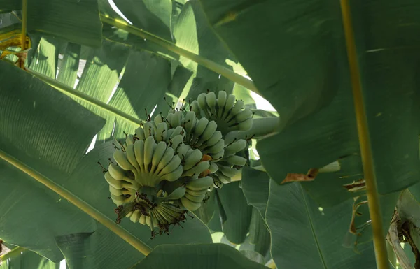 Joven plátano fruta cuelgan de árbol con plátano verde hoja backgro —  Fotos de Stock