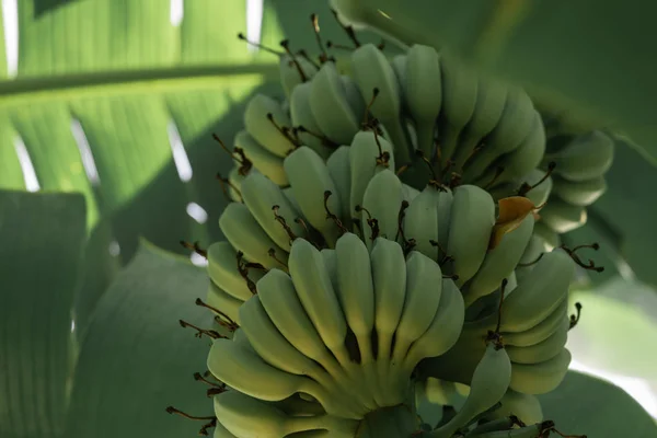 Banana fruta pendurar a partir de árvore com banana verde folha de fundo, re — Fotografia de Stock