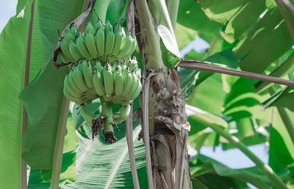 Plátano fruta cuelga de árbol con fondo de hoja de plátano verde , —  Fotos de Stock