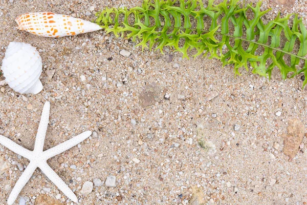 Vacaciones de verano en la playa con concha, estrellas de mar y hojas verdes —  Fotos de Stock