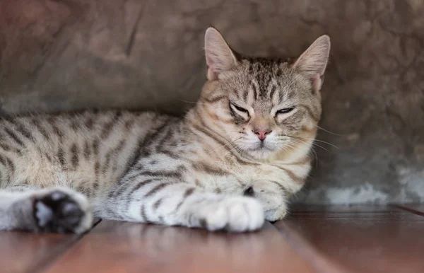 Un hermoso gato tabby dormir en suelo de madera con bac pared de cemento — Foto de Stock