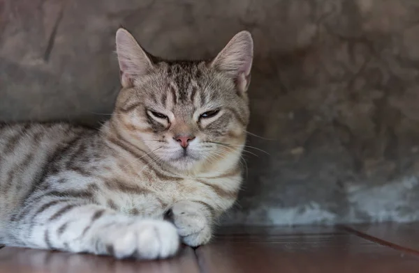 Eine schöne gestromte Katze schläft auf Holzboden mit Zementwand bac — Stockfoto