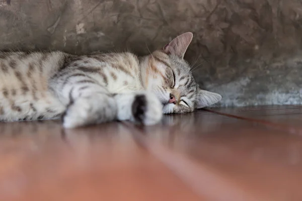 Um belo sono gato tabby no chão de madeira com bac parede de cimento — Fotografia de Stock