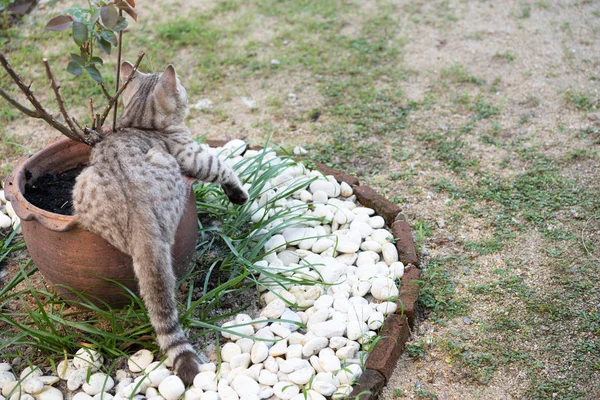 Härlig frisk katt med vackra gula ögon på färska gröna gra — Stockfoto