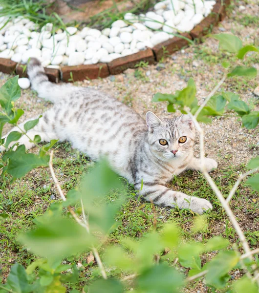 Bel gatto carino con bellissimi occhi gialli sulla sabbia bianca — Foto Stock