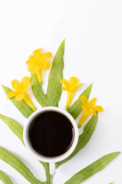 Xícara de café, folha de samambaia Wart, Phymatosorus scolopendria verde fresco — Fotografia de Stock