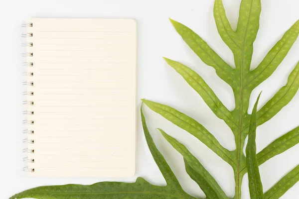 Cuaderno en blanco, lápiz y hoja de helecho de verruga sobre fondo blanco — Foto de Stock