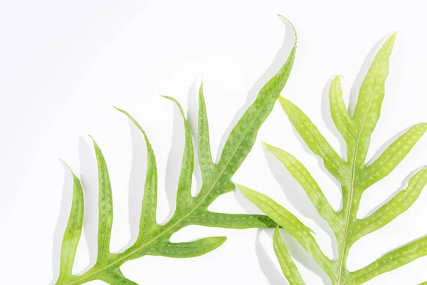 Folha de samambaia, Phymatosorus scolopendria folhas verdes frescas em w — Fotografia de Stock