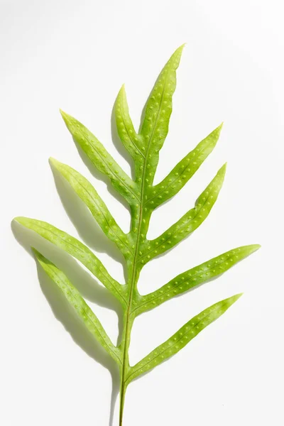 Wrat Fern blad, Phymatosorus scolopendria verse groene bladeren op w — Stockfoto