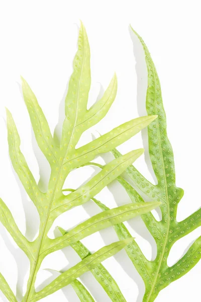 Wart fern leaf,Phymatosorus scolopendria fresh green leaves on w — Stock Photo, Image