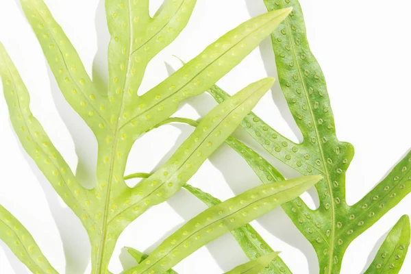 Wart папоротник лист, Phymatosorus scolopendria свежие зеленые листья на W — стоковое фото