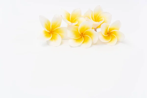 Plumeria amarela bonita, flores Frangipani definido em tigela sobre w — Fotografia de Stock