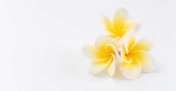 Plumeria amarela bonita, flores de Frangipani sobre backgro branco — Fotografia de Stock