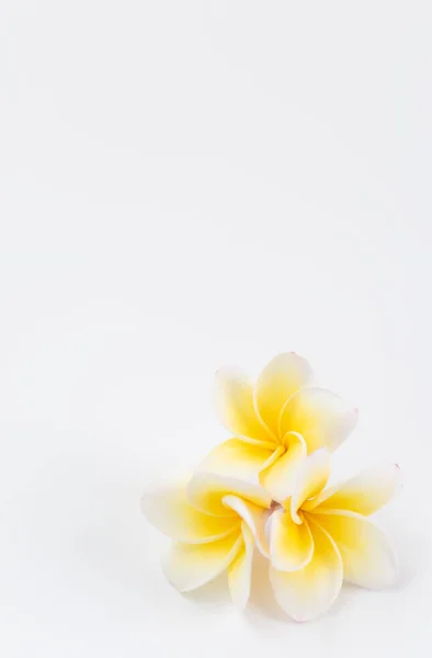 Piękne żółte Plumeria, kwiaty Frangipani nad białym backgro — Zdjęcie stockowe
