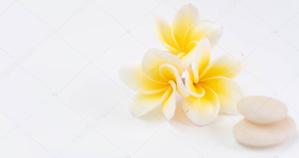 Beautiful Plumeria flower and white zen stone with space for tex