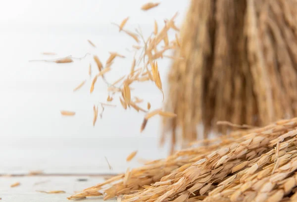 Ramo de oreja seca de arroz Jazmín tailandés sobre mesa de madera . —  Fotos de Stock